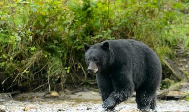 भालुले आक्रमण गर्दा एक पुरुष गम्भीर घाइते