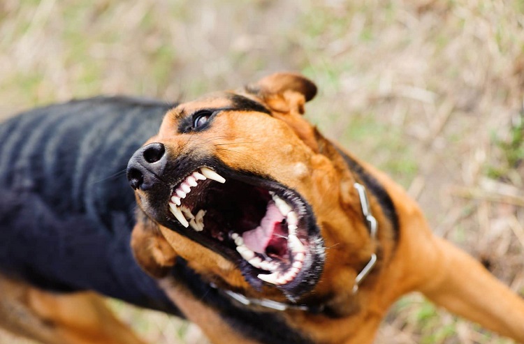 बैतडीमा कुकुरले टोकेर शिक्षकको मृत्यु